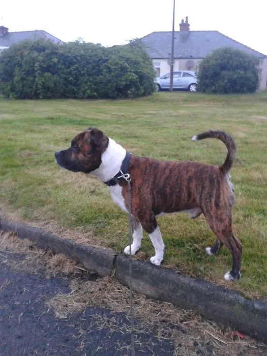 Nithsdale Vets Limited Picture 4