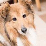 Nithsdale Vets Limited