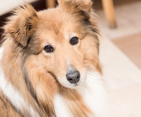 Nithsdale Vets Limited