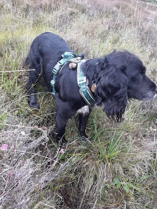 Track & Trail Canine Outfitters Picture 4