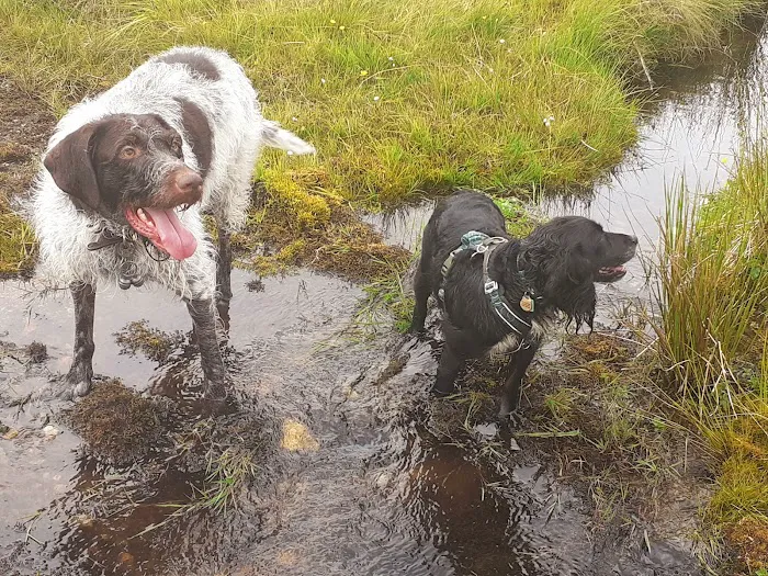 Track & Trail Canine Outfitters Picture 3