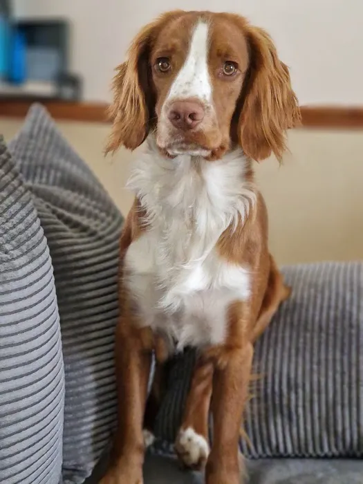 Track & Trail Canine Outfitters Picture 6