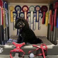 Track & Trail Canine Outfitters ico