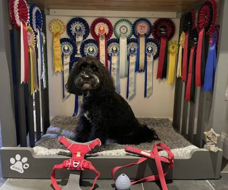 Track & Trail Canine Outfitters