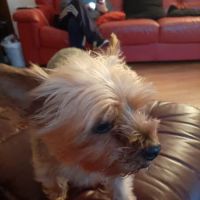 Charnwood Veterinary Centre ico