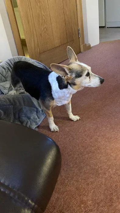 Ark Veterinary Centre Picture 5
