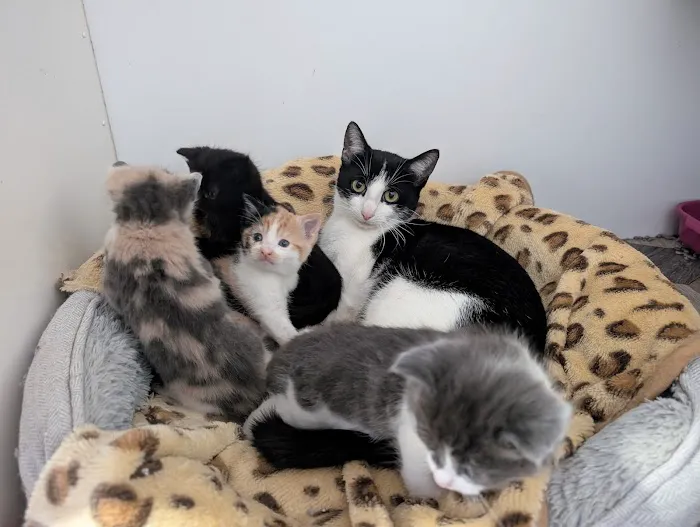 The Cottage Cattery Picture 3