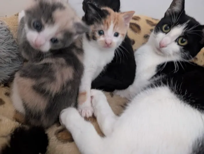 The Cottage Cattery Picture 9