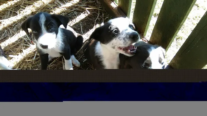 The Visit Vet Picture 8