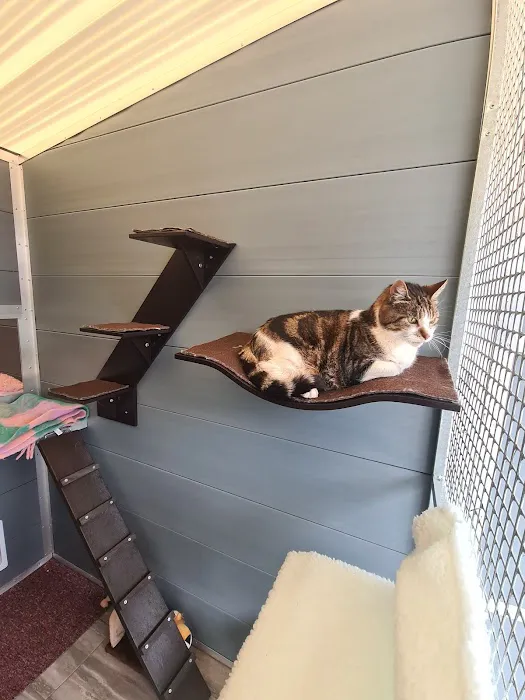 Browtop Cattery Picture 2