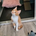 Browtop Cattery