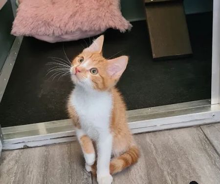 Browtop Cattery