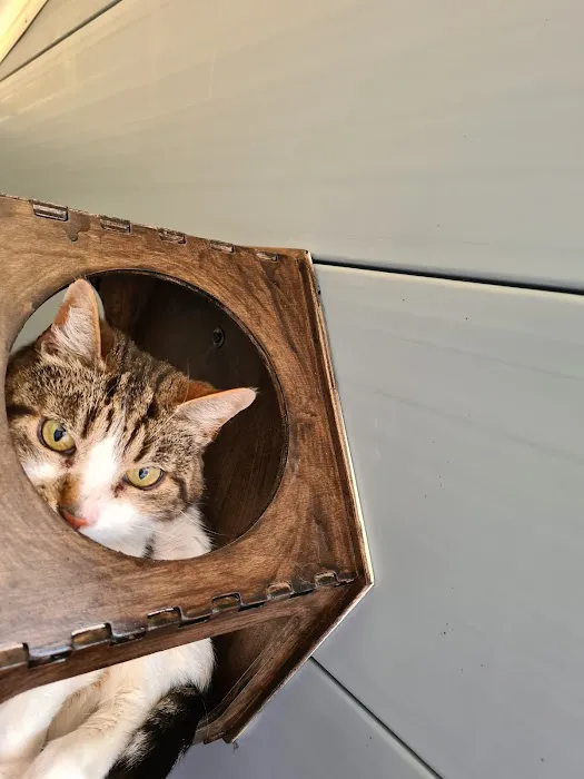 Browtop Cattery Picture 3