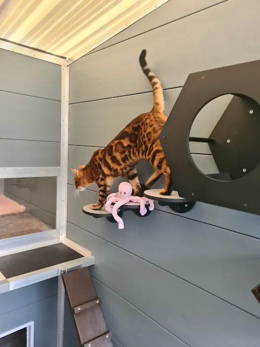 Browtop Cattery Picture 6