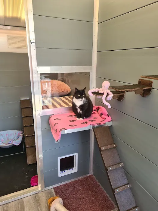 Browtop Cattery Picture 4