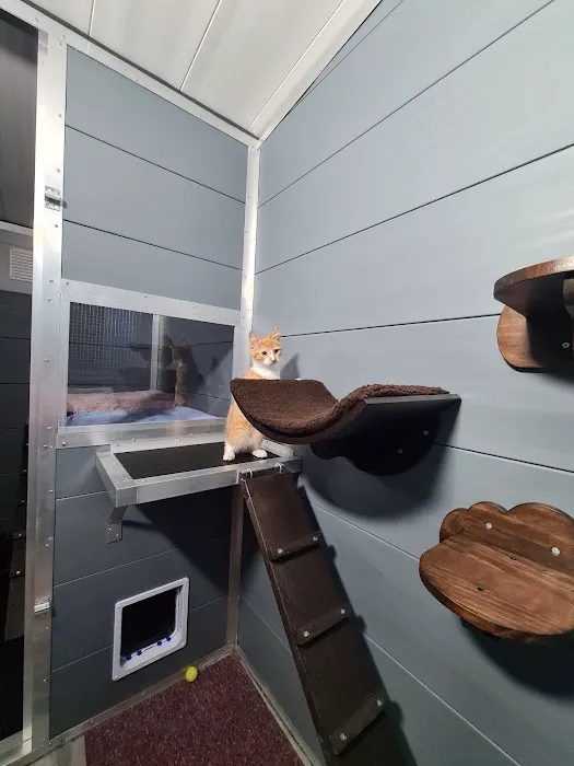 Browtop Cattery Picture 7