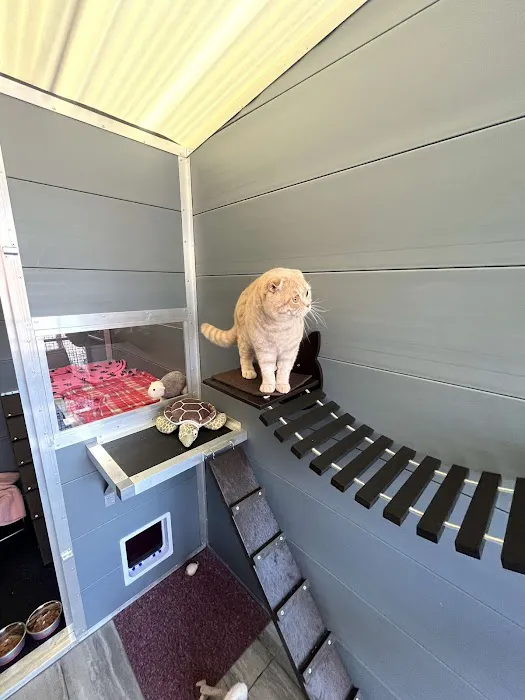 Browtop Cattery Picture 5