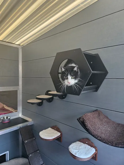 Browtop Cattery Picture 8