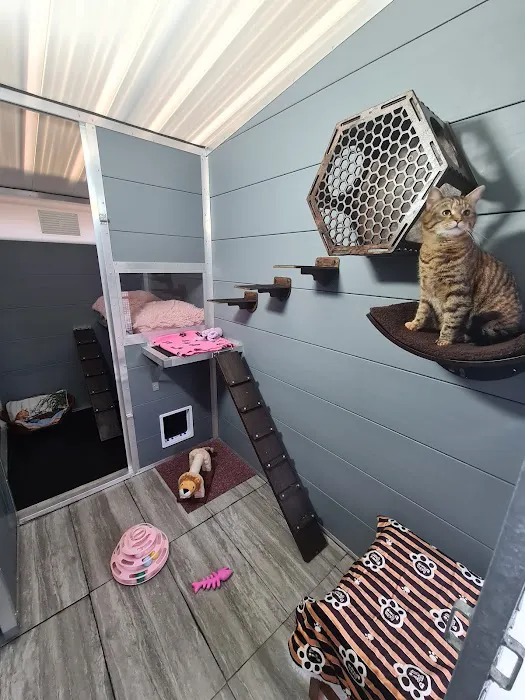 Browtop Cattery Picture 9