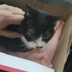 Capontree Vets
