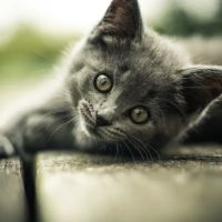 Cherry Croft Cattery ico