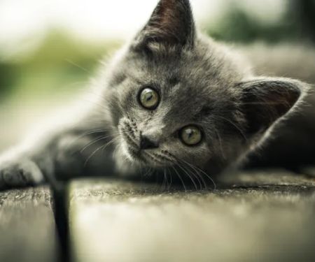 Cherry Croft Cattery