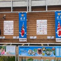 Maidenhead Aquatics Carlisle Dobbies ico