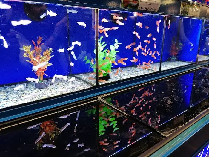 Maidenhead Aquatics Carlisle Dobbies Picture 4