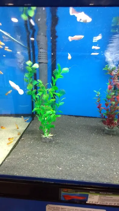 Maidenhead Aquatics Carlisle Dobbies Picture 10