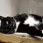 Longthwaite Cattery