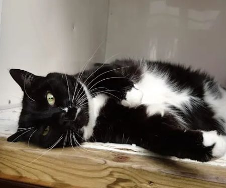 Longthwaite Cattery