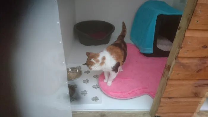 Longthwaite Cattery Picture 8