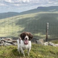 Belle Vue Vets ico