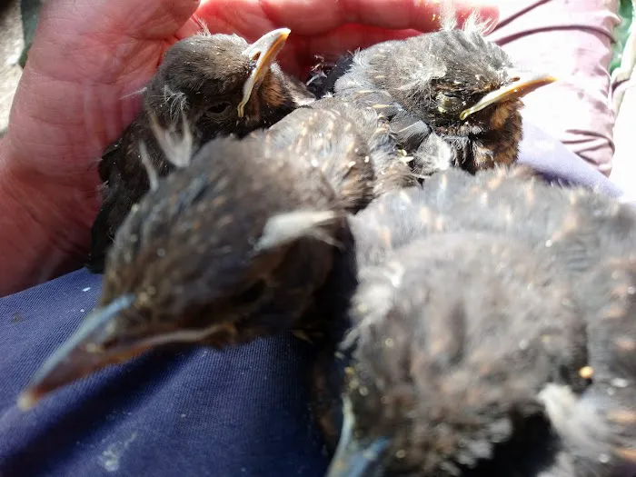Belle Vue Vets Picture 9