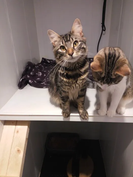 Snuggles Cattery - Quality, Affordable & Caring Picture 4