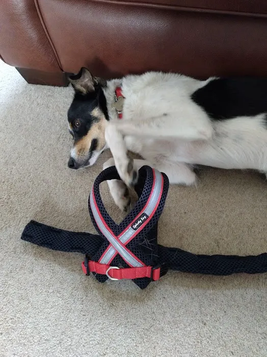 eDog Products Picture 2