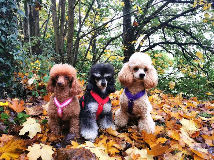 eDog Products Picture 1