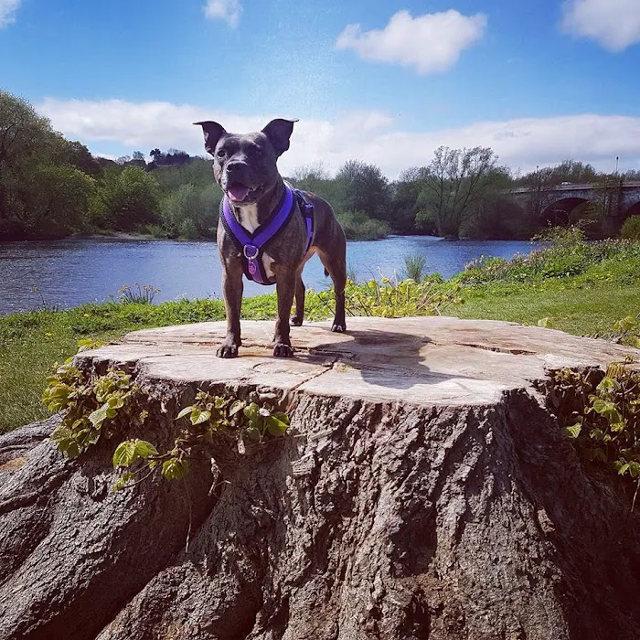 eDog Products Picture 3