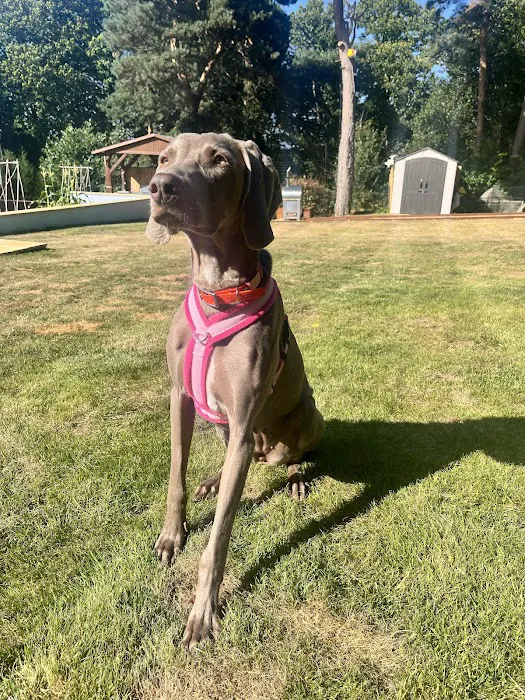 eDog Products Picture 5