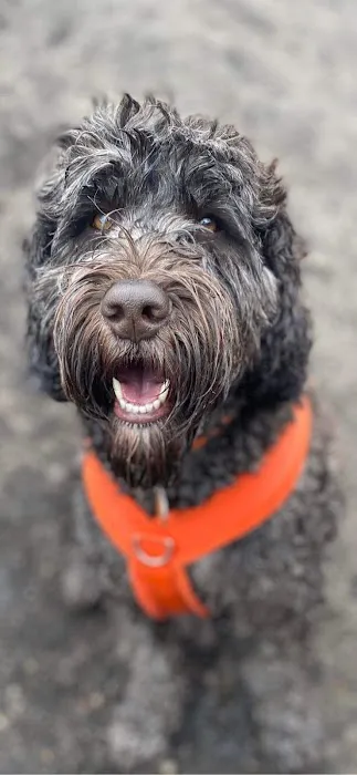 eDog Products Picture 6