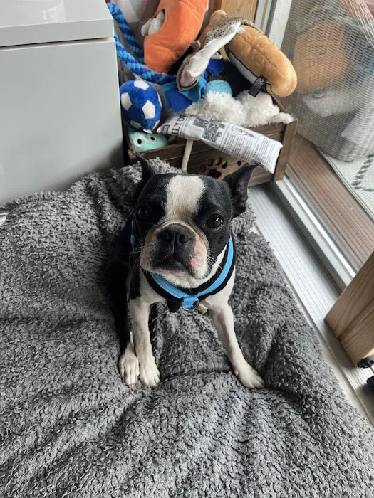 eDog Products Picture 4