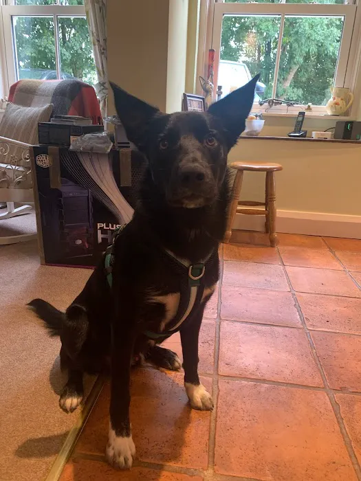 eDog Products Picture 8