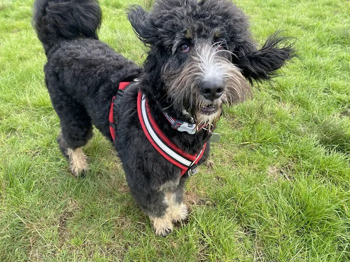 eDog Products Picture 9