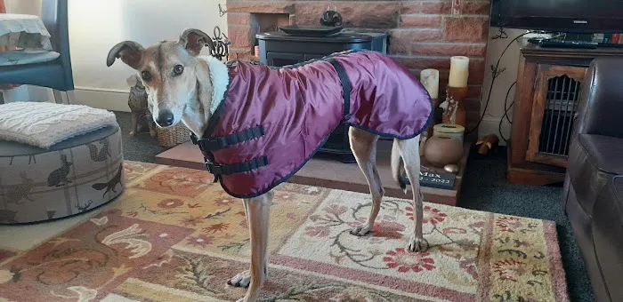 eDog Products Picture 7