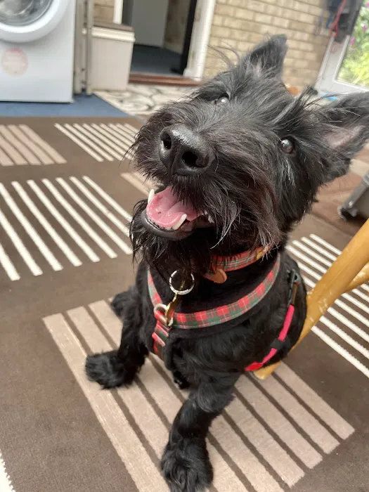 eDog Products Picture 10