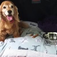 Eden Veterinary Centre ico