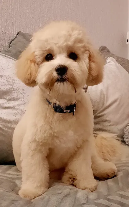 Pets at Home Carlisle Picture 1