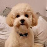 Pets at Home Carlisle