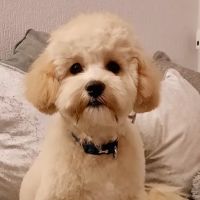 Pets at Home Carlisle ico