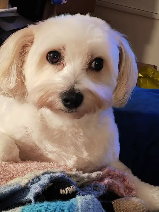 Pets at Home Carlisle Picture 9